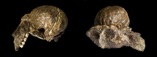20120202-Austrolopithecus_africanus  4.jpg